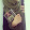 AmNa OMaR