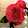 Abbagayle Rose