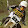 Sirr 100