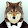 Grey Wolf