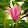 Steel Magnolia