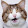 Lady Cat