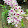 Orchids Đức Bình