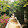 Hamsa Fouad