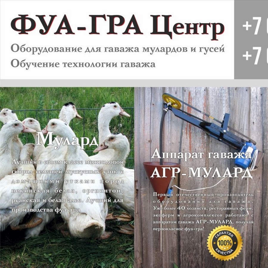 Как сделать осётра горячего копчения