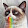 Grumpy Cat