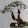 bonsai demo