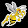 Gazer bee