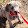 Enny the Weimaraner