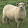 meepthe sheep