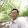 Thanh Nguyễn
