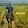 patience janhi