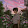 CHAMP _141149