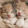 Cute kittens