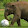 elephantfan