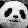 regis panda