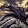 Night Dragon