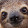 Gramma Sloth