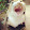 loill pop