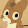 leapord star the lepoard