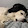 FoxyGamer569