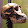 Homo erectus