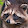 Green Raccoon