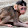 Animal Wildlife