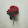 Army Rosa