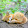 Little Fox