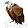 Tanki Vulture -Gaming