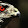 falconri