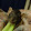Paddy ret