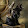 black cat