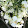 Flower Kate