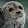 The Seal Rare