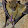 willou Nexus Nexus