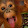 Vini Dog