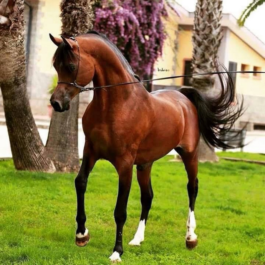 Superb Arabian Horses - YouTube