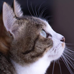 狐の嫁入り