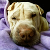 DOGS RULE