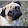 Puggies Rule