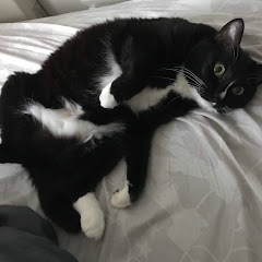 猫ましまし白黒ちーちゃん