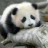 Panda's Paw