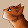 Flameheart from Thunderclan