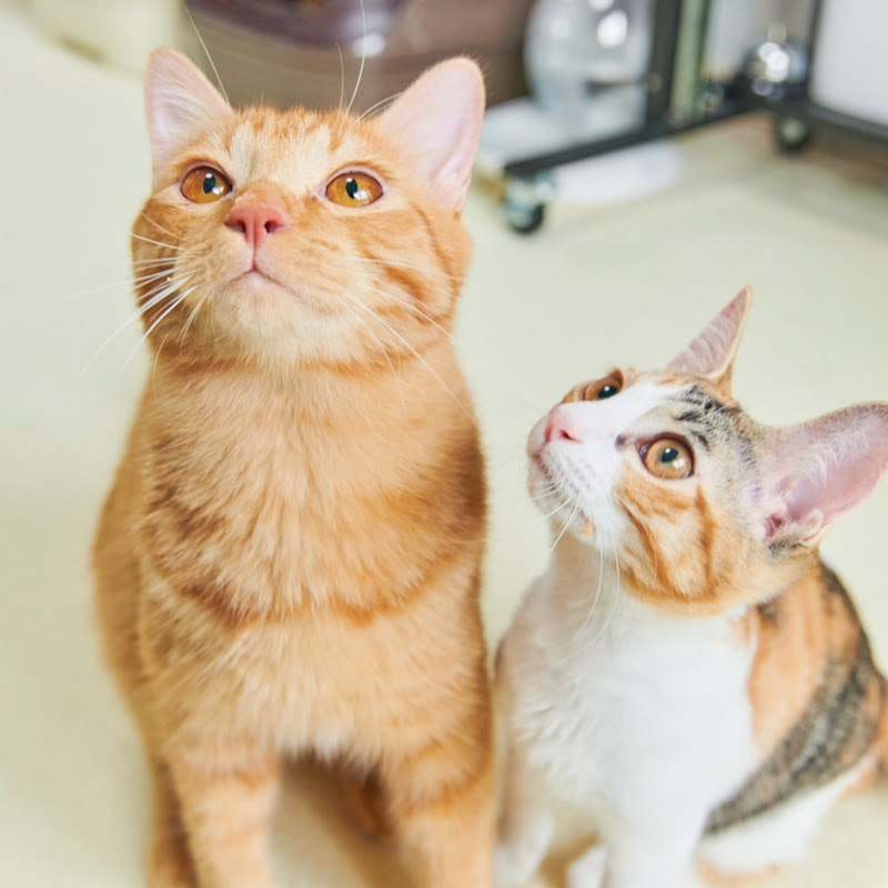 つなまよの親バカ日記のサムネイル