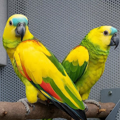 Antique Birds & Animals. 