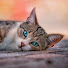 Love Cat