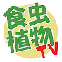 食虫植物TV