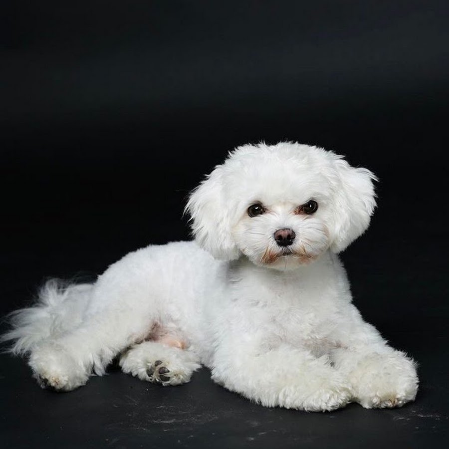 Bentley Orlando  YouTube